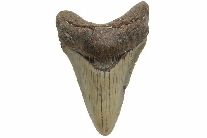 Serrated, Juvenile Megalodon Tooth - North Carolina #210138